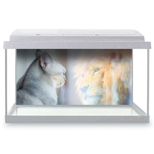 Fish tank background - tank,
