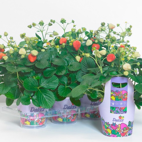 Strawberry delizz rhs - strawberry, award