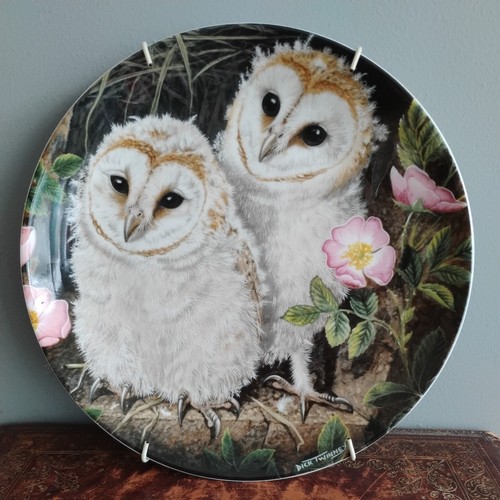 Baby owls decorative - baby, collector