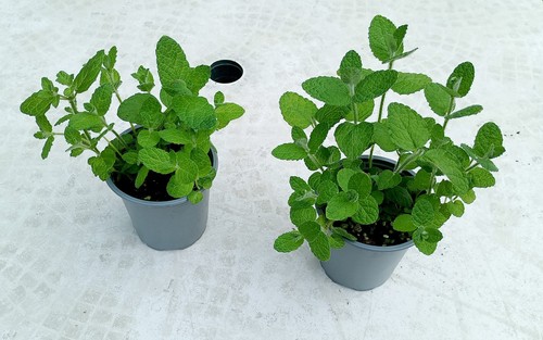 Two apple mint - two, (mentha