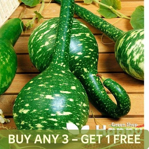 Gourd speckled swan - swan,