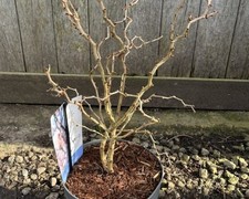 Prunus incisa Kojo-no-Mai 3L Pot Hardy Flowering Fuji Cherry Nursery Stock