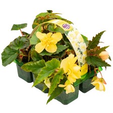Begonia Trailing Lemon |