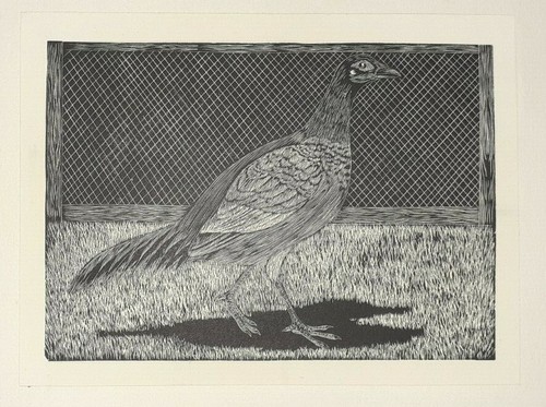 Pheasant hybrid daglish - pheasant, :