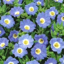 35 x NOLANA 'BLUE BIRD'