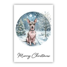 American hairless terrier - hairless,