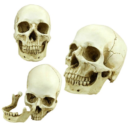 Medical anatomical human skull - human,