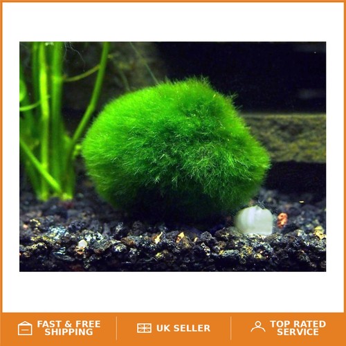 Giant marimo moss balls - moss,