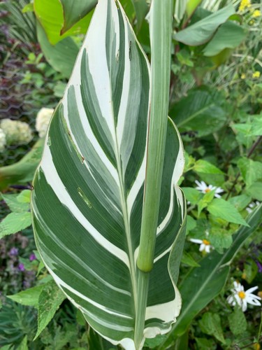 Canna established plant - canna,