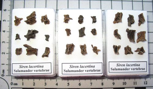 Pleistocene siren salamander - siren,