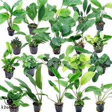 Anubias 50 species Live Aquarium Plants Tropical Fish  Aquascape Co2 nana K2AQUA