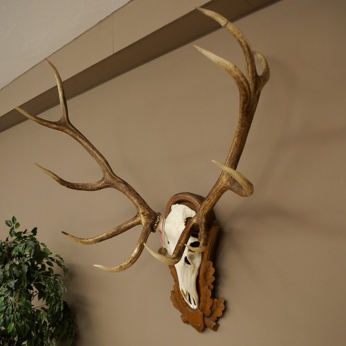 Used red stag antler - red,