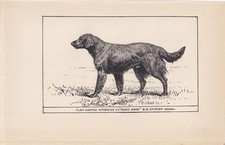 1900 FLAT-COATED RETRIEVER Print - Antique - R. H. Moore - 8.6 x 5.6 Inches