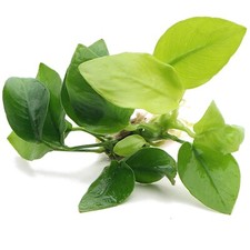 Anubias Nana Golden Live Aquarium Plants Tropical Fish Tank Plant K2AQUA
