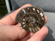 Polished dactylioceras - polished,