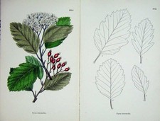 Old Antique Print 1902 Botany Nature Colour Pyrus Intermedia Plant Leaf 20th