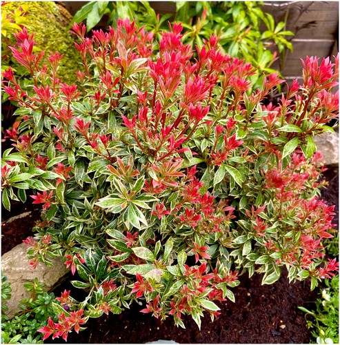 Pieris little heath - pieris, heath'