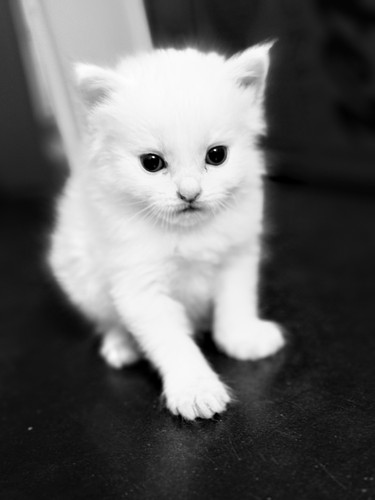 Black white kitten - black, cat