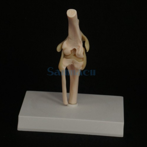 Dog knee canine - knee, joint