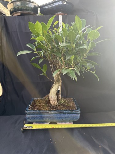 Ficus bonsai tree - bonsai, potted