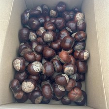 Conkers Chestnuts 120 Pack Spider Repellent