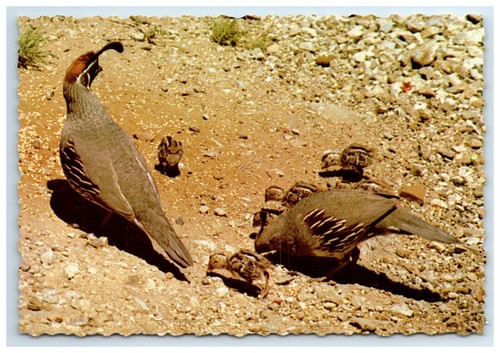 Postcard arizona gambel quail - arizona,