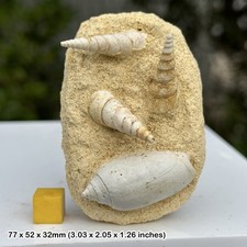 Fossil shell block, miocene