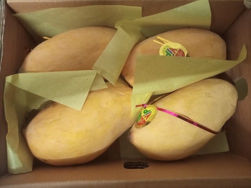Pakistani mangoes fresh - mangoes,