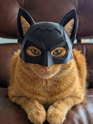 Batman cat helmet