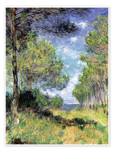 Conifers varengeville - conifers,
