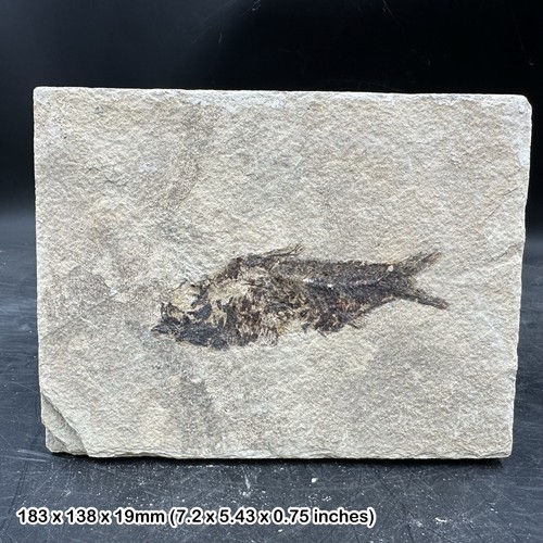 Fossilised diplomystus fossil