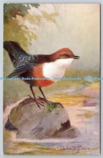 R765461 Dipper Bird R S Art Press R S Series Roland Green