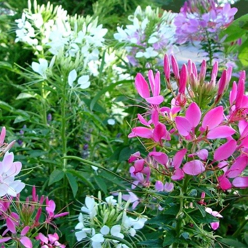 Cleome hassleriana colour - hassleriana, 'colour