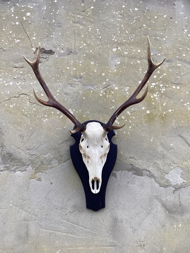 Red deer stag - , taxidermy