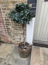 2 x Artificial Bay Laurel
