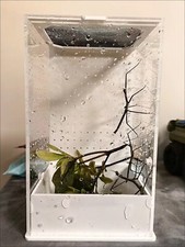 Praying Mantis Stick Insect