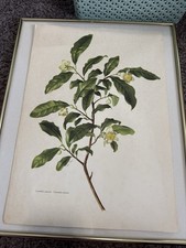 1960 Camellia Sinensis: Tea Is