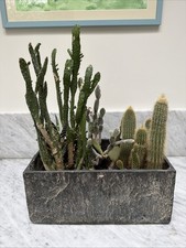 Cactus Collection