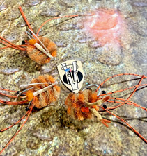 3 V Fly Size 4 Ultimate