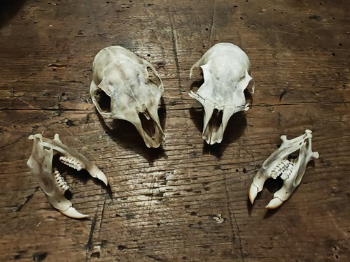 Squirrel skull taxidermy - squirrel,