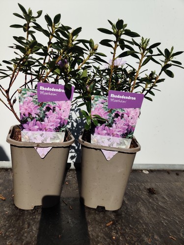 Dwarf rhododendron - 2x,