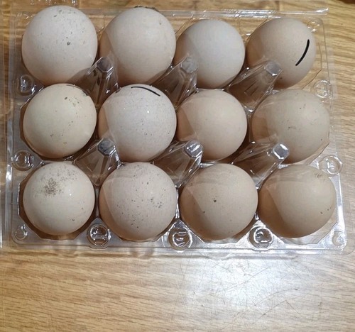 Hatching eggs silver laced - silver,