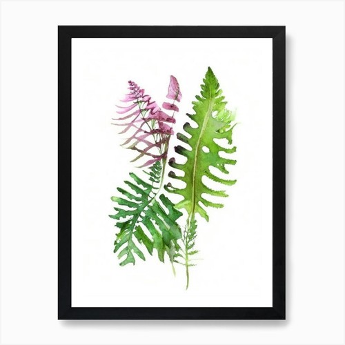 Interrupted fern wildflower - interrupted,