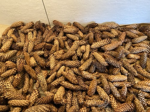 100 spruce pine cones crafts - 100,