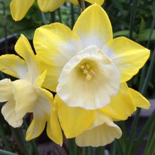 NARCISSUS~HILLSTAR~MINIATURE