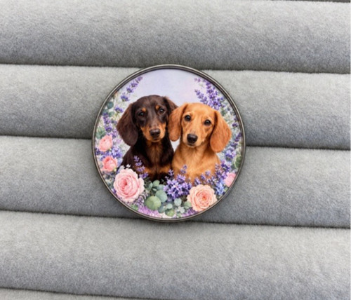 Beautiful dachshund dog pair - dachshund,
