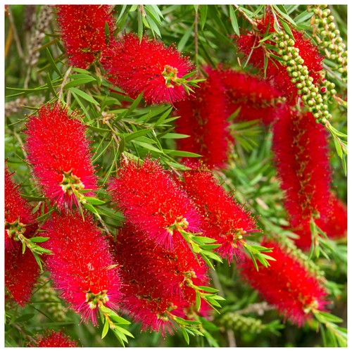 Callistemon royal sceptre - callistemon, 'royal