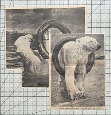 Barbara the Polar Bear - Whipsnade Zoo - 1933 Clipping 560