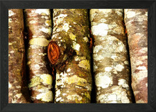 Tree trunks texture Framed