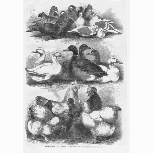 Birmingham prize pigeons - birmingham,